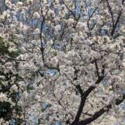 ヒメ日記 2025/03/30 13:35 投稿 るみ Felice(フェリス)