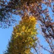 ヒメ日記 2025/11/22 13:29 投稿 るみ Felice(フェリス)