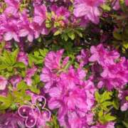 ヒメ日記 2026/04/21 13:38 投稿 るみ Felice(フェリス)