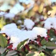 ヒメ日記 2025/01/13 09:32 投稿 名越早苗 五十路マダム　広島店