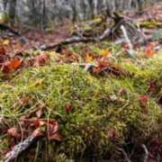 ヒメ日記 2025/11/05 12:14 投稿 名越早苗 五十路マダム　広島店