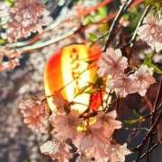 ヒメ日記 2026/04/12 11:18 投稿 ゆりあ リッチドールパート2梅田店