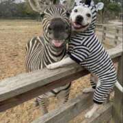 ヒメ日記 2026/01/27 05:30 投稿 真琴 デリヘル東京