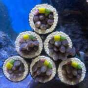 ヒメ日記 2026/02/03 21:45 投稿 真琴 デリヘル東京