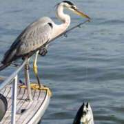 ヒメ日記 2026/02/04 09:15 投稿 真琴 デリヘル東京