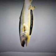 ヒメ日記 2026/02/22 09:45 投稿 真琴 デリヘル東京