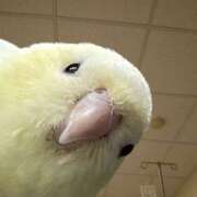 ヒメ日記 2026/03/11 13:15 投稿 真琴 デリヘル東京