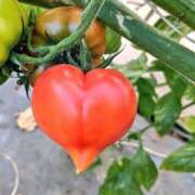 ヒメ日記 2026/03/19 21:31 投稿 真琴 デリヘル東京