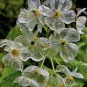 ヒメ日記 2026/04/06 01:51 投稿 真琴 デリヘル東京