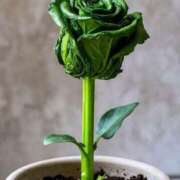 ヒメ日記 2026/04/10 09:15 投稿 真琴 デリヘル東京