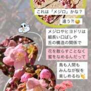 ヒメ日記 2025/04/09 18:13 投稿 うの ギン妻パラダイス 和歌山店