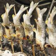 ヒメ日記 2025/08/16 18:11 投稿 雪村　あおい 魅惑の官能アロマエステ　Eureka！八王子 ～エウレカ！～