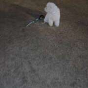 ヒメ日記 2026/04/02 02:14 投稿 MARIA GINGIRA☆TOKYO～ギンギラ東京～