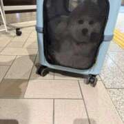 ヒメ日記 2026/04/07 11:34 投稿 MARIA GINGIRA☆TOKYO～ギンギラ東京～