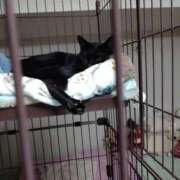 ヒメ日記 2024/12/23 14:09 投稿 ちはる SUZUME