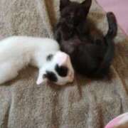 ヒメ日記 2024/12/24 05:29 投稿 ちはる SUZUME