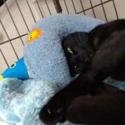 ヒメ日記 2025/01/08 04:53 投稿 ちはる SUZUME