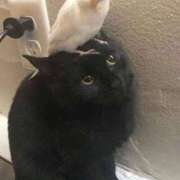 ヒメ日記 2025/01/10 07:49 投稿 ちはる SUZUME