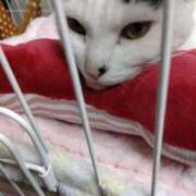 ヒメ日記 2025/02/01 07:28 投稿 ちはる SUZUME