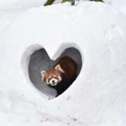 ヒメ日記 2025/02/18 14:05 投稿 ちはる SUZUME