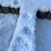 ヒメ日記 2025/03/17 05:05 投稿 ちはる SUZUME