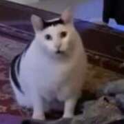 ヒメ日記 2025/03/20 11:52 投稿 ちはる SUZUME