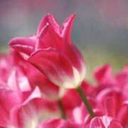 ヒメ日記 2025/03/31 08:02 投稿 ちはる SUZUME