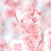 ヒメ日記 2025/04/02 06:00 投稿 ちはる SUZUME