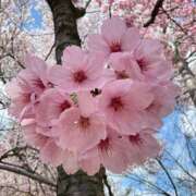 ヒメ日記 2025/04/08 18:14 投稿 ちはる SUZUME