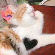 ヒメ日記 2025/04/09 16:06 投稿 ちはる SUZUME