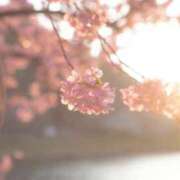 ヒメ日記 2025/04/11 06:07 投稿 ちはる SUZUME