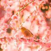 ヒメ日記 2025/04/15 17:57 投稿 ちはる SUZUME