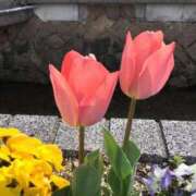 ヒメ日記 2025/04/16 05:59 投稿 ちはる SUZUME