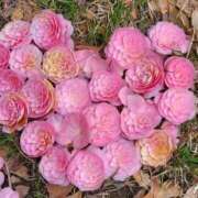 ヒメ日記 2025/04/18 01:41 投稿 ちはる SUZUME