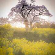 ヒメ日記 2025/04/21 08:03 投稿 ちはる SUZUME