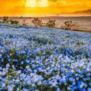 ヒメ日記 2025/04/21 20:03 投稿 ちはる SUZUME