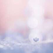 ヒメ日記 2025/04/22 17:12 投稿 ちはる SUZUME