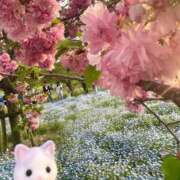 ヒメ日記 2025/04/22 22:59 投稿 ちはる SUZUME