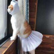 ヒメ日記 2025/08/05 08:45 投稿 ちはる SUZUME