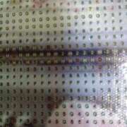 ヒメ日記 2026/03/21 09:12 投稿 ちはる SUZUME