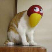 ヒメ日記 2026/04/17 17:02 投稿 ちはる SUZUME