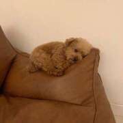 ヒメ日記 2025/05/24 13:45 投稿 みやび SUZUME