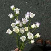 ヒメ日記 2025/06/27 15:45 投稿 みやび SUZUME