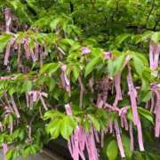 ヒメ日記 2026/03/30 12:21 投稿 なお エデン