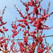 ヒメ日記 2025/03/01 21:54 投稿 はるな 美熟女倶楽部Hip's 春日部店