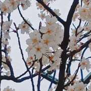 ヒメ日記 2025/03/16 06:25 投稿 はるな 美熟女倶楽部Hip's 春日部店