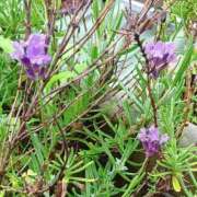 ヒメ日記 2025/05/30 10:04 投稿 はるな 美熟女倶楽部Hip's 春日部店