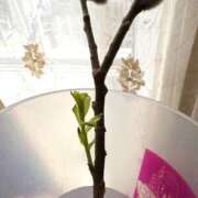 ヒメ日記 2025/03/17 13:36 投稿 らむ リッチドールパート2梅田店