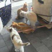 相沢ゆい こんばんわ❢ 一夜妻