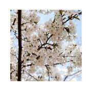 ヒメ日記 2026/04/03 12:01 投稿 玉木あおい 五反田マーマレード(ユメオト)